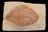 Red Fossil Hickory Leaf (Carya) - Montana #165060-1